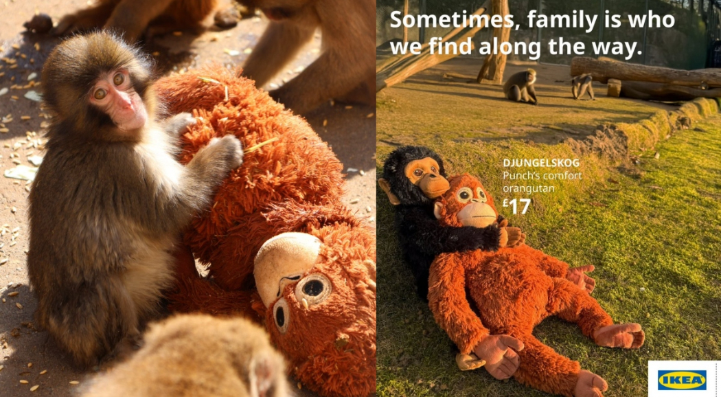 全世界網友為牠加油！抱著玩偶的日本小猴「Punch」爆紅，看各國IKEA暖心應援如何喚起共鳴