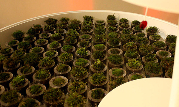 Moss Table小苔蘚立大功  微能環保正夯！