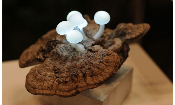 Great Mushrooming溫暖心底蘑菇燈