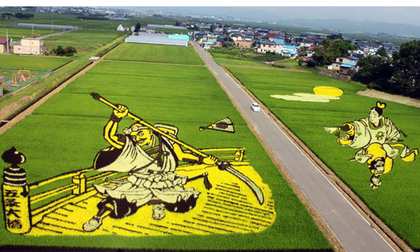 超壯觀 日本大型稻田藝術