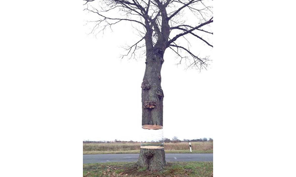 超驚奇魔幻！ 漂浮的樹幹