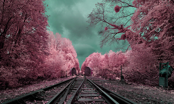 逆轉色彩  迷幻的紅外線攝影