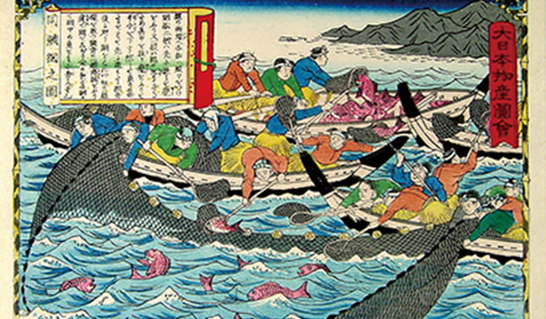 十分貪吃的魚界貴公子，但正是其美味的祕密