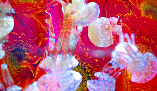 蜷川実花×墨田水族館 「水母萬花筒隧道」 蜷川実花×墨田水族館 「水母萬花筒隧道」