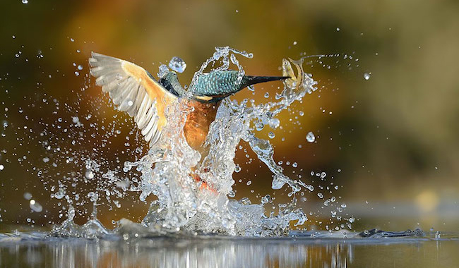 Alan McFadyen翠鳥攝影集