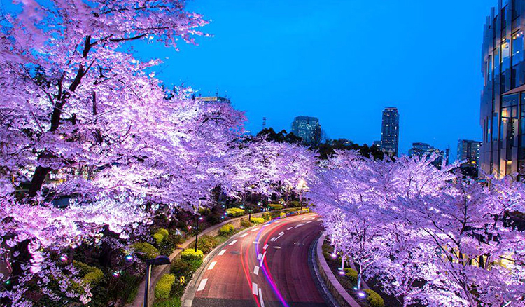 春日綻放的那一刻！國家地理雜誌精選17張最美日本櫻花季照片