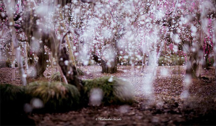 不輸櫻花的綻放!日本攝影師捕捉李子樹李花綻放那一刻