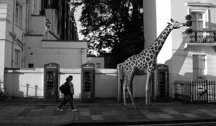 比野生更瘋狂！當野生動物走上街頭，你要選擇哪一隻合照？