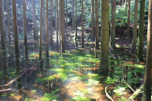 7年才會出現一次的神秘池塘？猶如莫內《睡蓮》的靜岡「池之平」