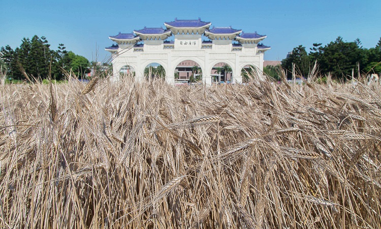 重現香奈兒金黃麥穗!「麥田芳登」閃耀台北兩廳院 重現香奈兒金黃麥穗!「麥田芳登」閃耀台北兩廳院