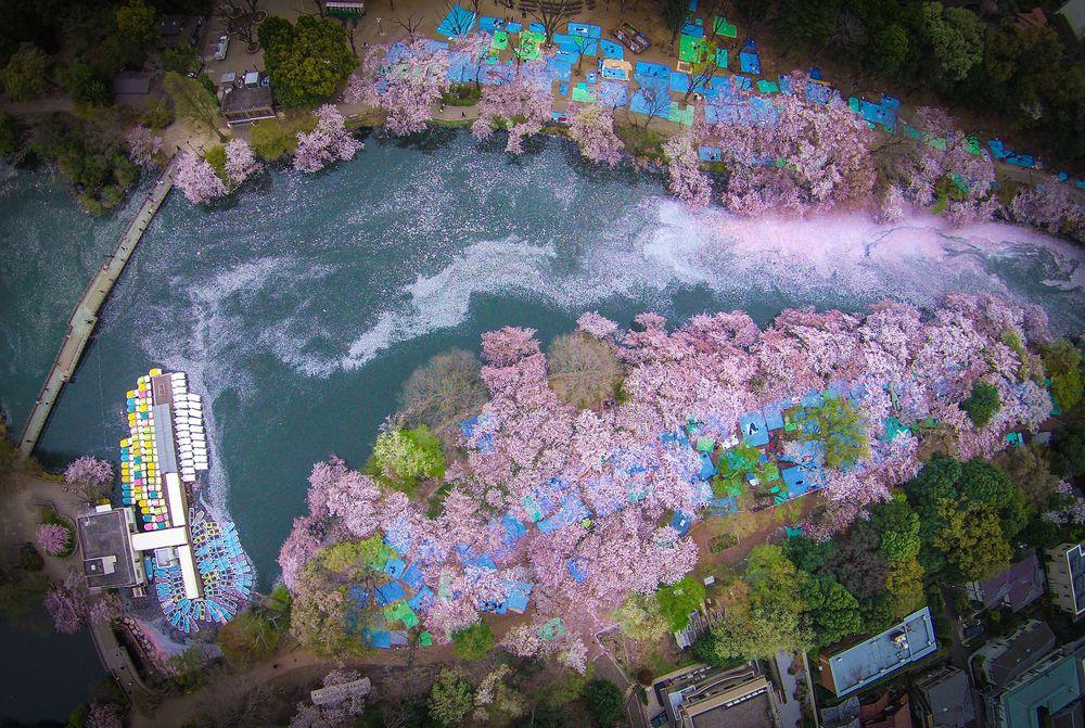 最美櫻花粉紅溪流！空拍落櫻匯流發現前所未見景觀