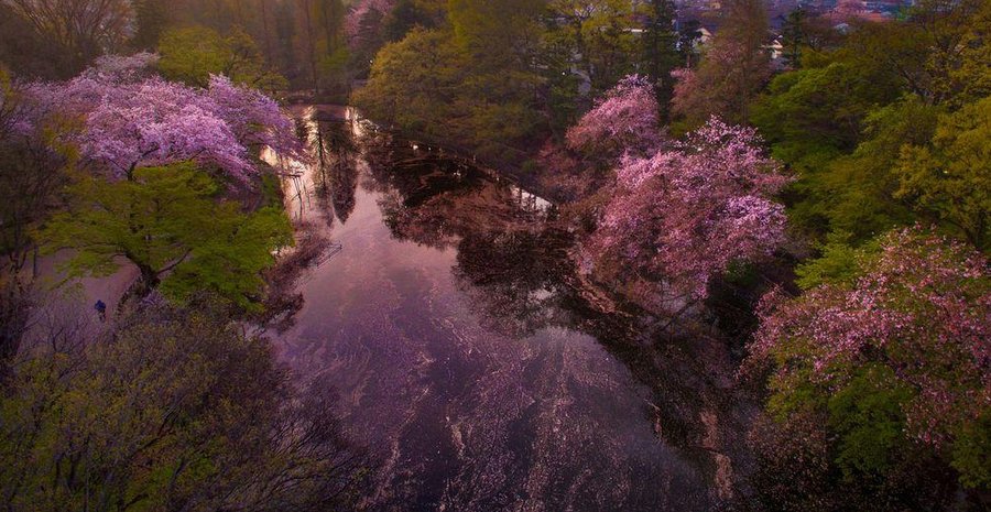 最美櫻花粉紅溪流！空拍落櫻匯流發現前所未見景觀