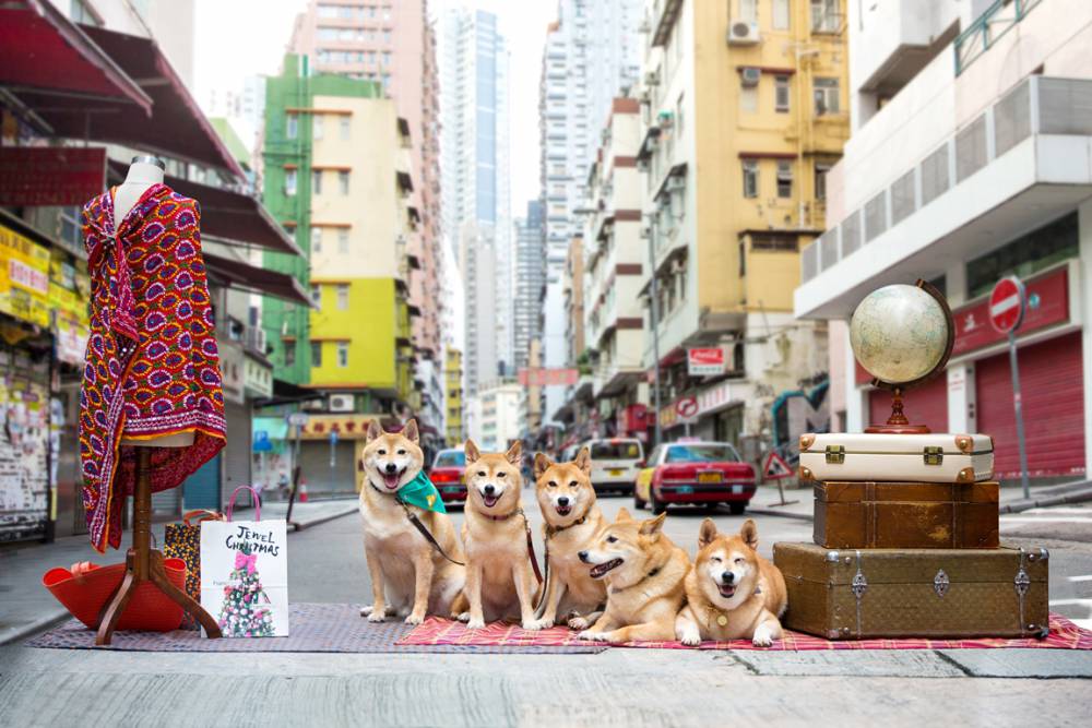 【影片】柴柴一家帶你遊中環！港旅局 創新手法宣傳地道生活文化
