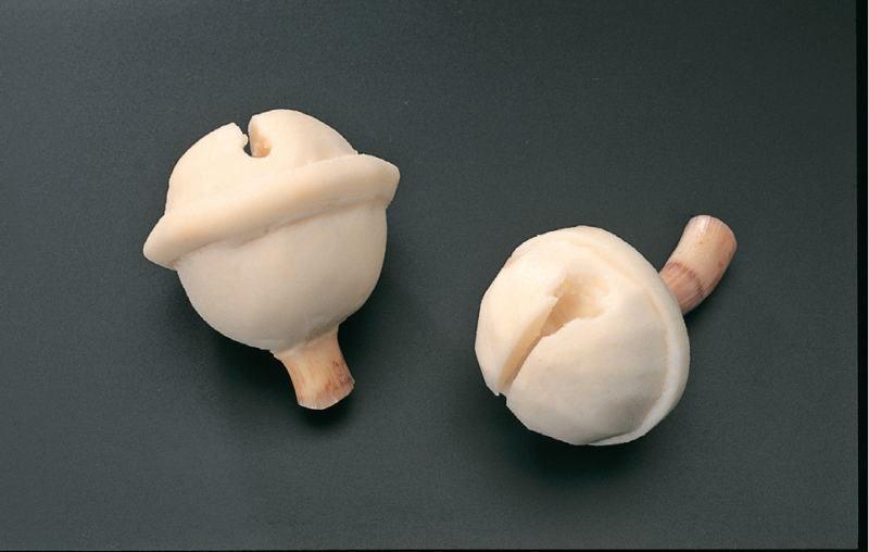 日本主廚奧田高光雕出食材的千變萬化的雙手技藝