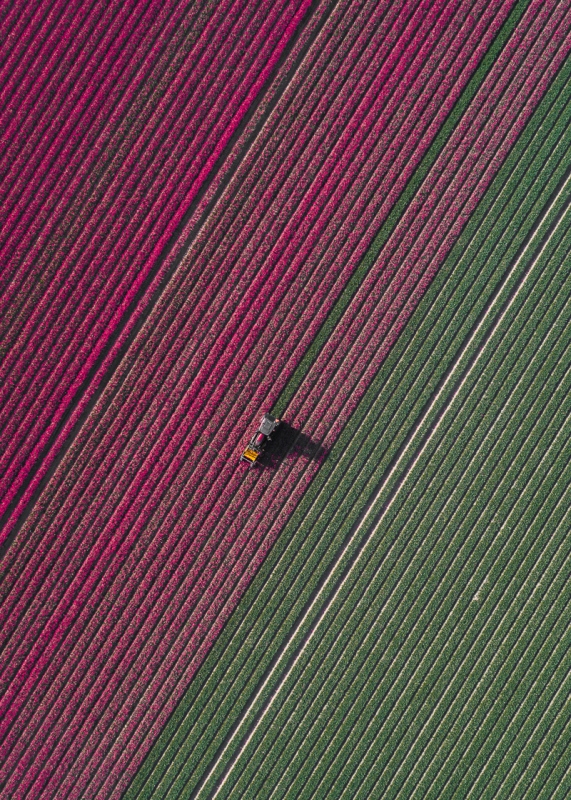 20億株鬱金香齊盛開！德國空拍攝影師Tom Hegen捕捉荷蘭鬱金香花田美景_07