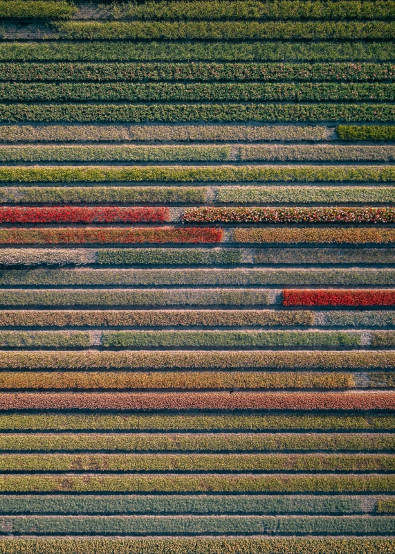 20億株鬱金香齊盛開！德國空拍攝影師Tom Hegen捕捉荷蘭鬱金香花田美景_06