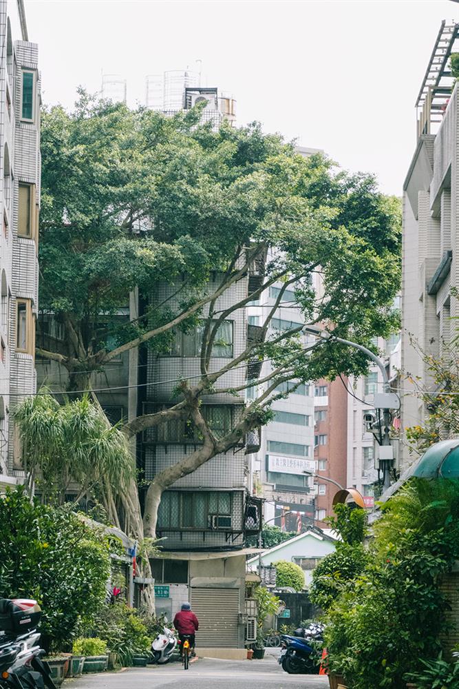 《用鏡頭看見潮州街 - 攝影師叮咚的潮州綠地圖》作品