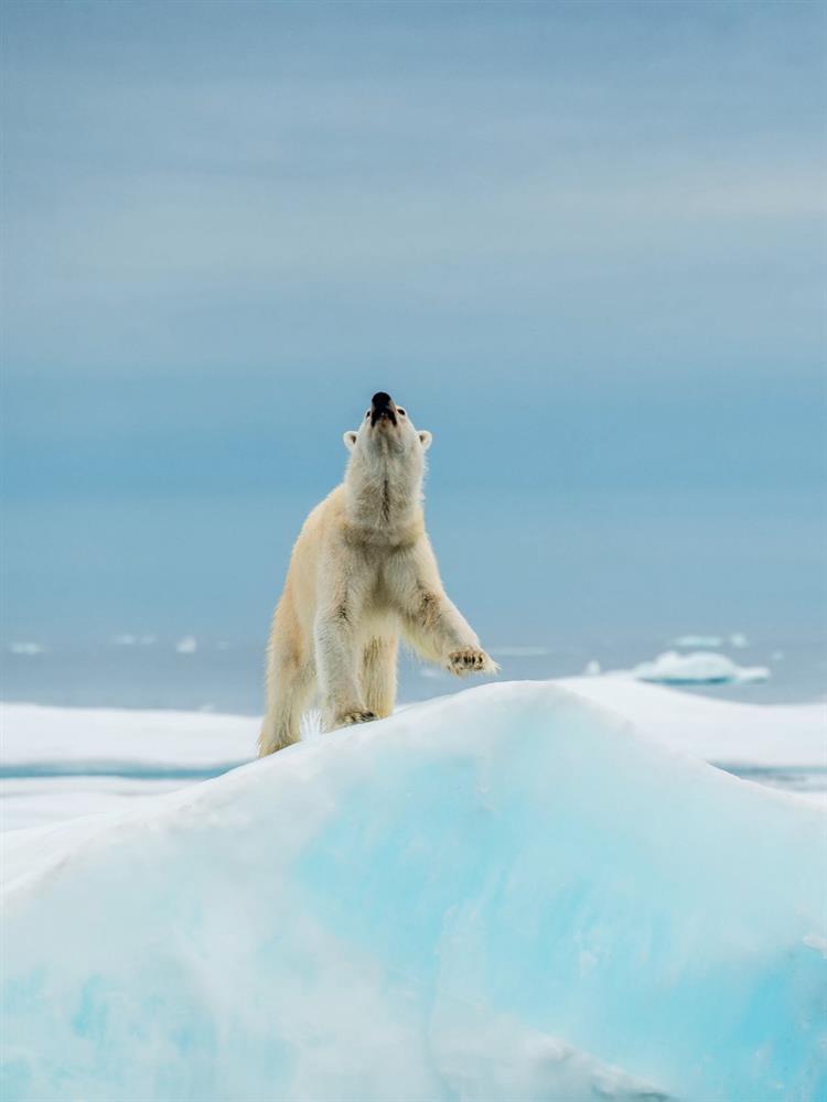 令人心碎的畫面！《我們的星球》墜落致死海象、浮冰上北極熊揭示暖化下的極地難民營_04