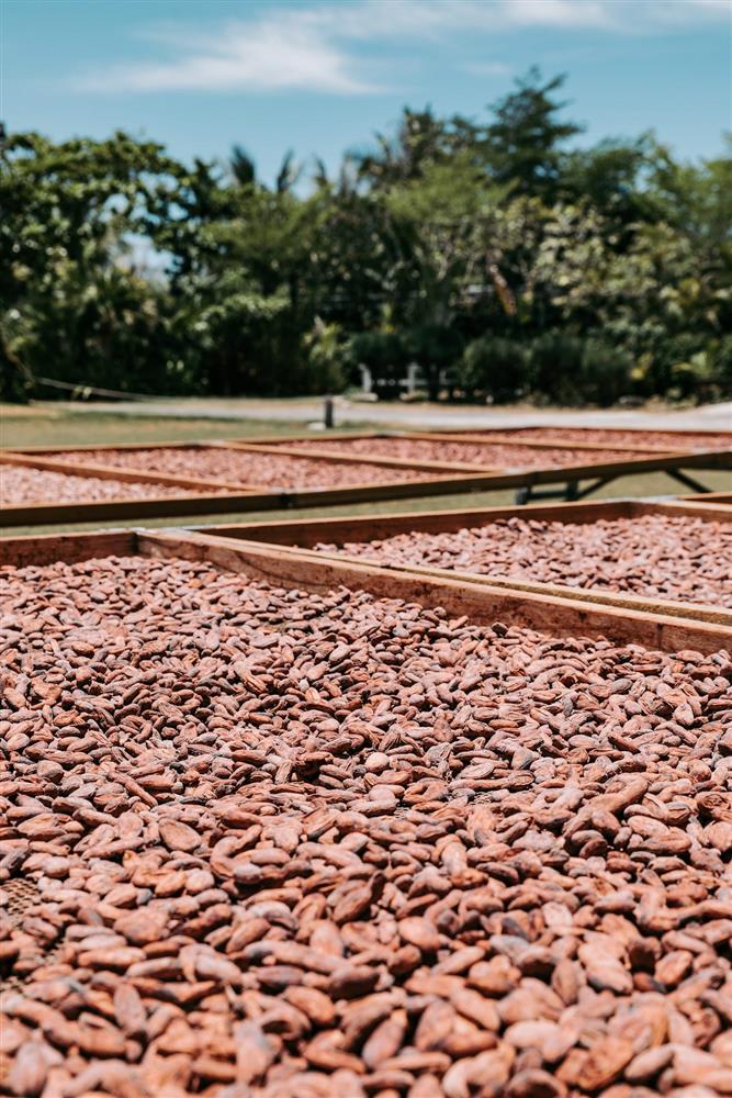 可可豆經過陽光曝曬，將水分降低，並讓酸味慢慢逸散-min