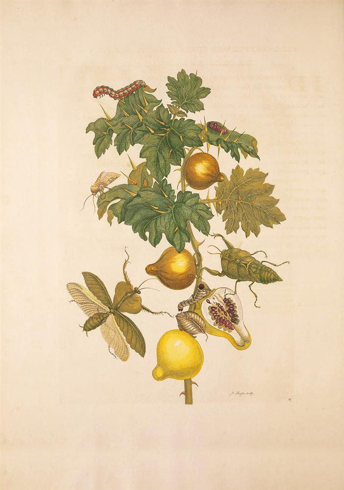 乳茄與葉螳螂修0226