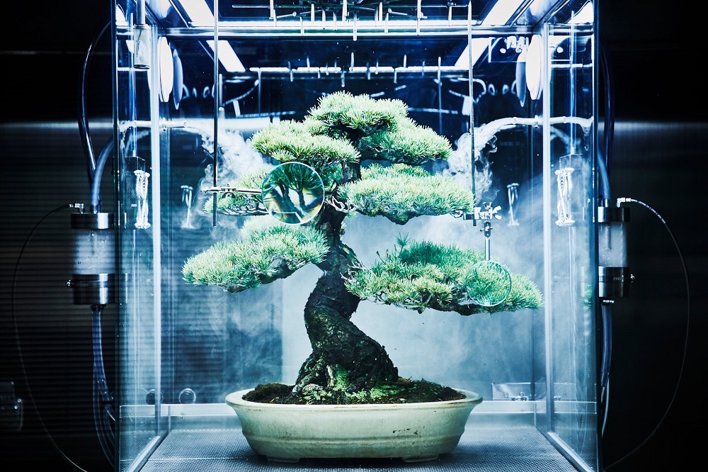 將花朵結合外太空、潛水！日本花卉藝術家東信Azuma Makoto讓花藝在極端中展現最純粹的美
