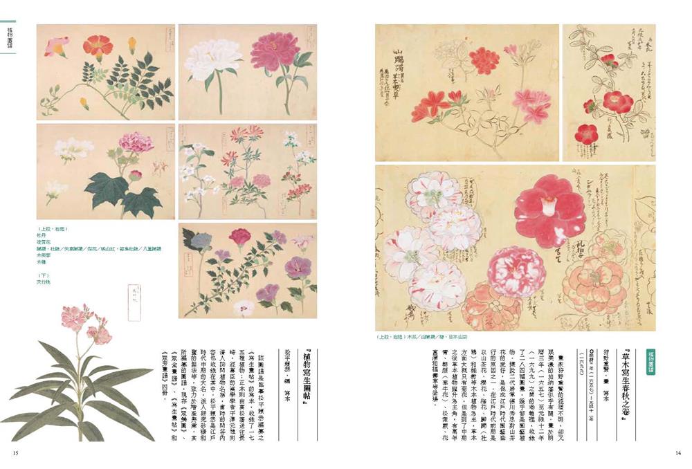 02.右《草本寫生春秋之卷》狩野重賢、左《植物寫生圖帖》松平賴恭 02.右《草本寫生春秋之卷》狩野重賢、左《植物寫生圖帖》松平賴恭