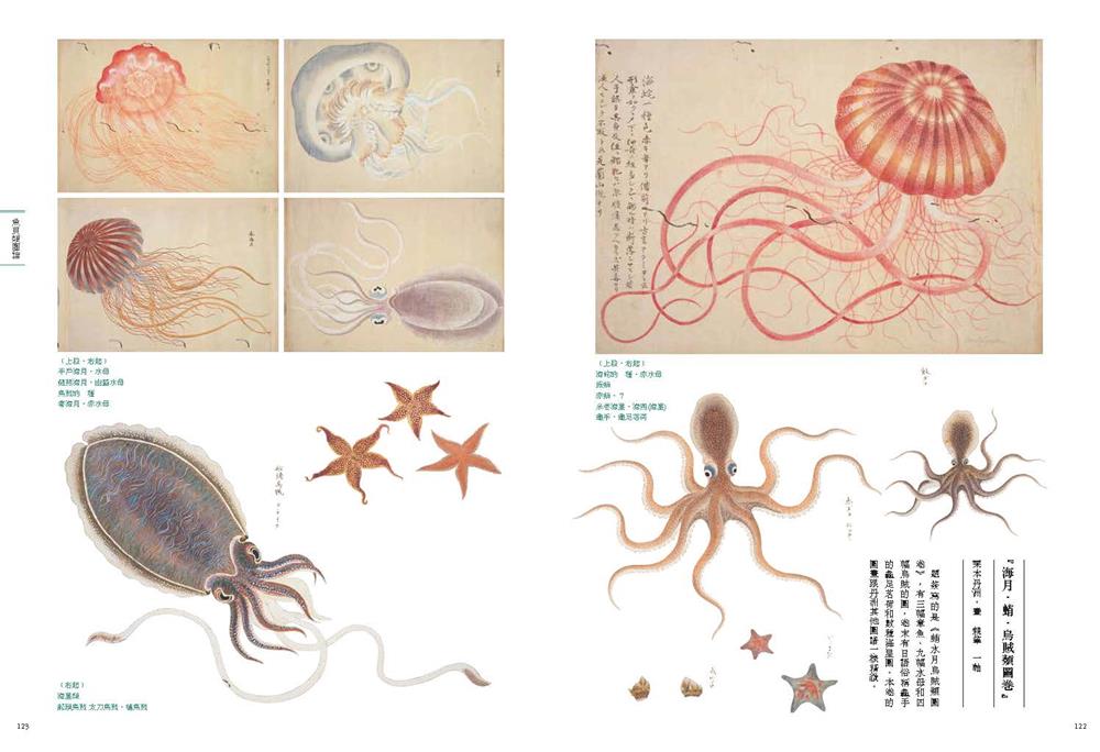 12.《海月‧蛸‧烏賊類圖卷》栗本丹洲 12.《海月‧蛸‧烏賊類圖卷》栗本丹洲