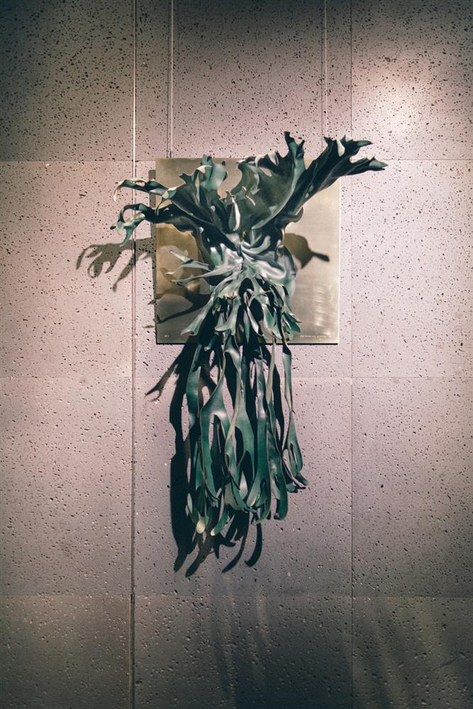 皇冠鹿角蕨 Platycerium coronarium