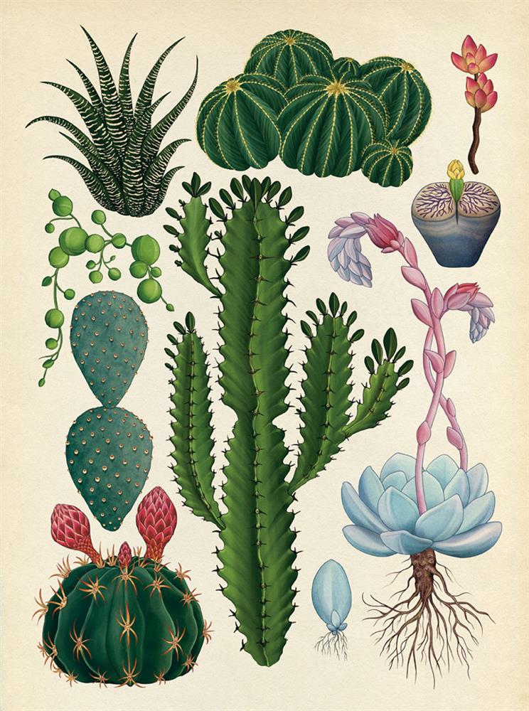 《植物博物館》圖片提供◎大家出版五本絕美植物繪本圖鑑！江戶時代、19世紀植物圖鑑看見世界珍貴植物