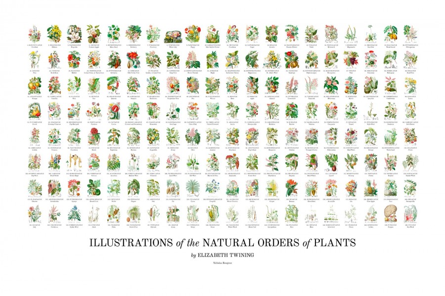 《Illustrations of the Natural Orders of Plants》Elizabeth Twining