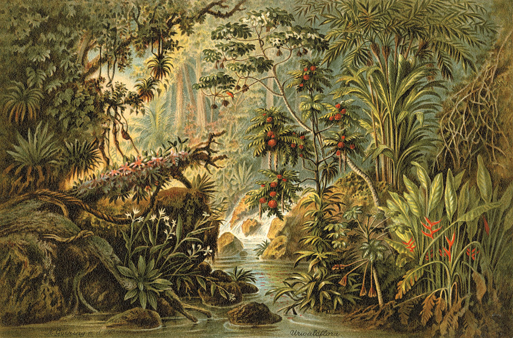 《世紀蘭花獵奇》五本絕美植物繪本圖鑑！江戶時代、19世紀植物圖鑑看見世界珍貴植物