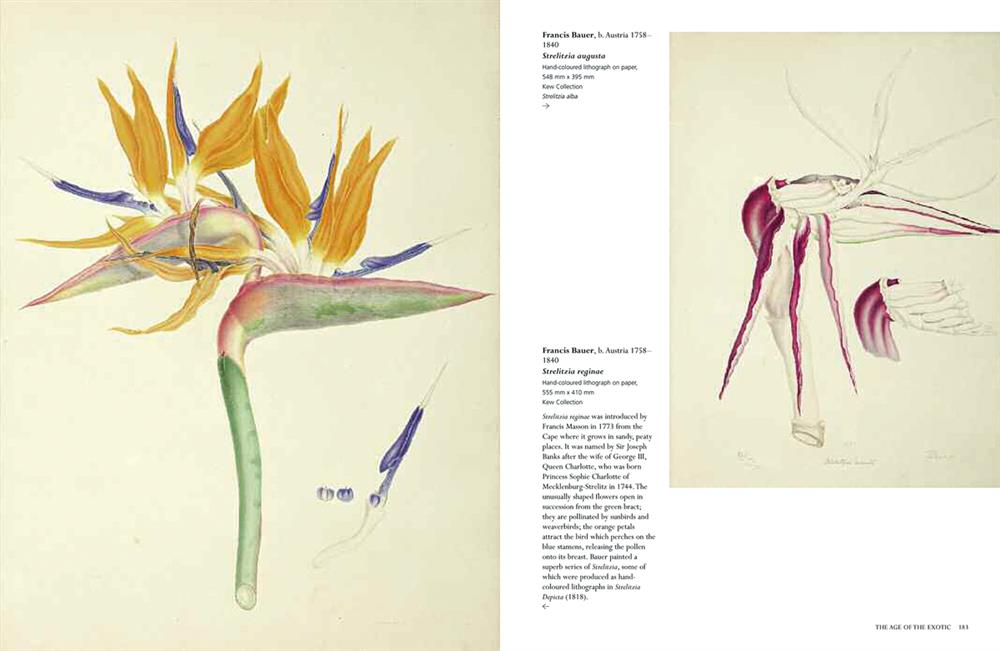 pages_from_treasures_of_botanical_art_2018_v11-2五本絕美植物繪本圖鑑！江戶時代、19世紀植物圖鑑看見世界珍貴植物