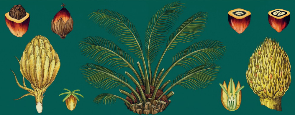 《植物博物館》圖片提供◎大家出版五本絕美植物繪本圖鑑！江戶時代、19世紀植物圖鑑看見世界珍貴植物