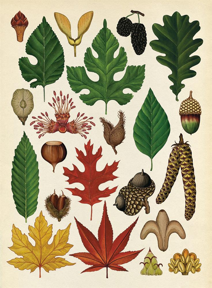 《植物博物館》圖片提供◎大家出版五本絕美植物繪本圖鑑！江戶時代、19世紀植物圖鑑看見世界珍貴植物