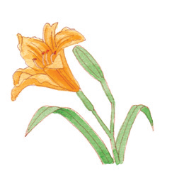 夏天的顏色！韓紅花、藤黃、露草等五個日本夏令代表色 源於傳統的迷人季節色彩