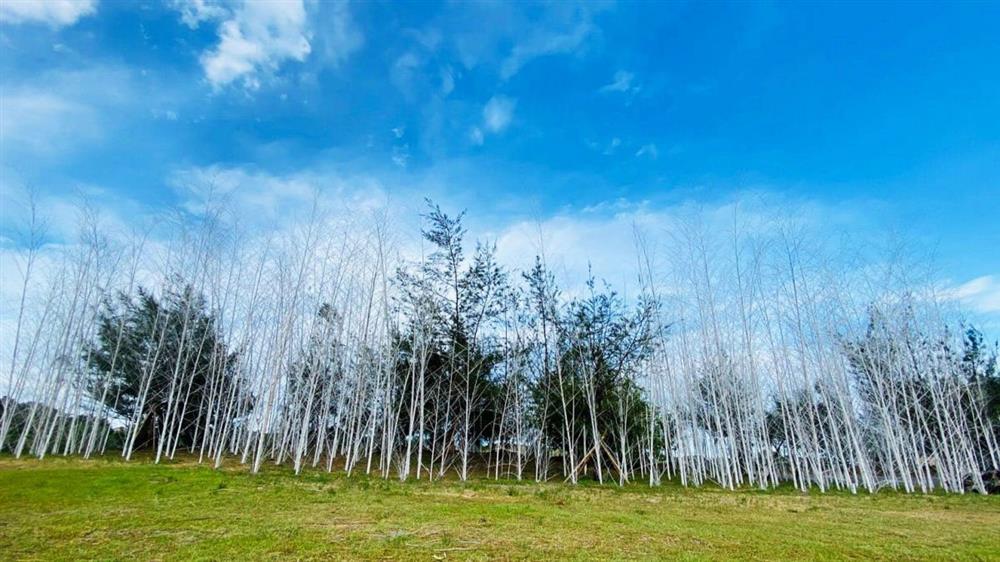 迷霧森林－壯圍沙丘夏日裝置藝術2