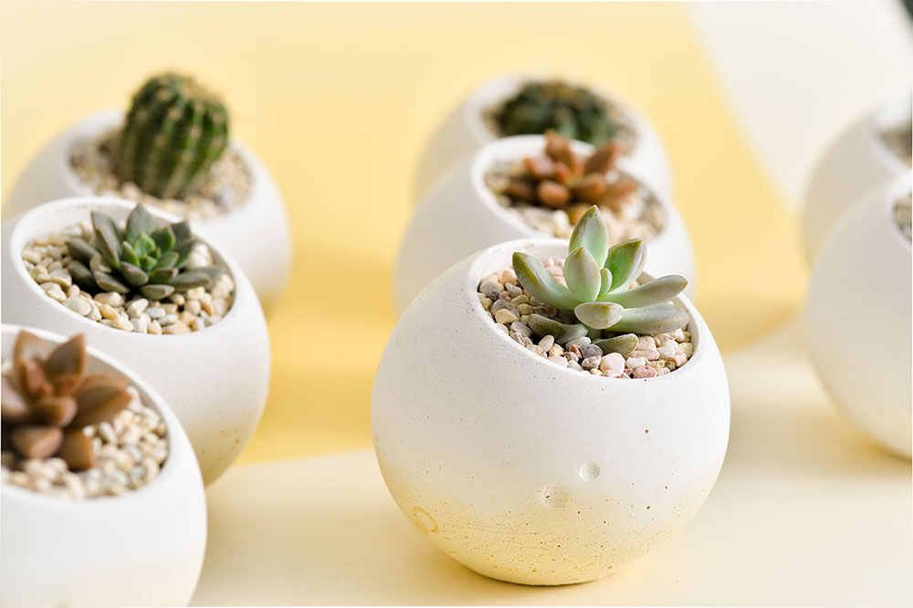 5.滿月多肉盆栽