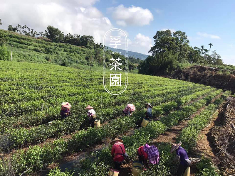 孚茶園 KAE CHA 孚茶園 KAE CHA