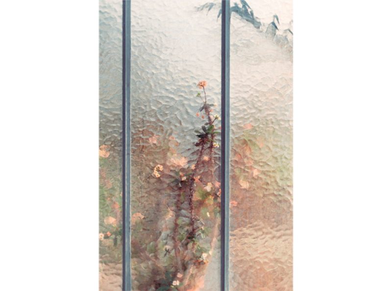 Samuel Zeller植物圖鑑攝影《Botanical》02 Samuel Zeller植物圖鑑攝影《Botanical》02