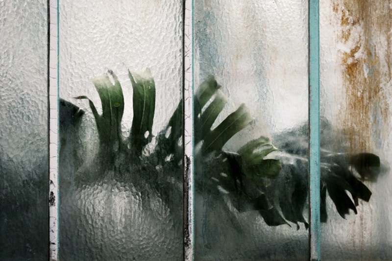 Samuel Zeller植物圖鑑攝影《Botanical》04 Samuel Zeller植物圖鑑攝影《Botanical》04