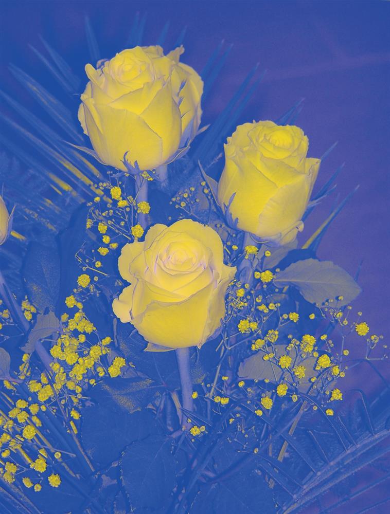 首爾國立現代美術館《狗狗的博物館》讓寵物踏入藝文空間4