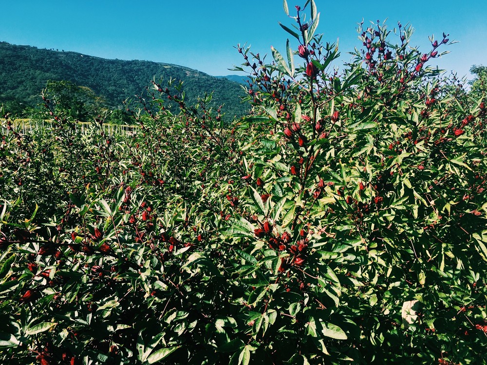 台東景點兩天一夜散策！饗嚮台東、博雅齋、法式餐廳、達魯瑪克部落01
