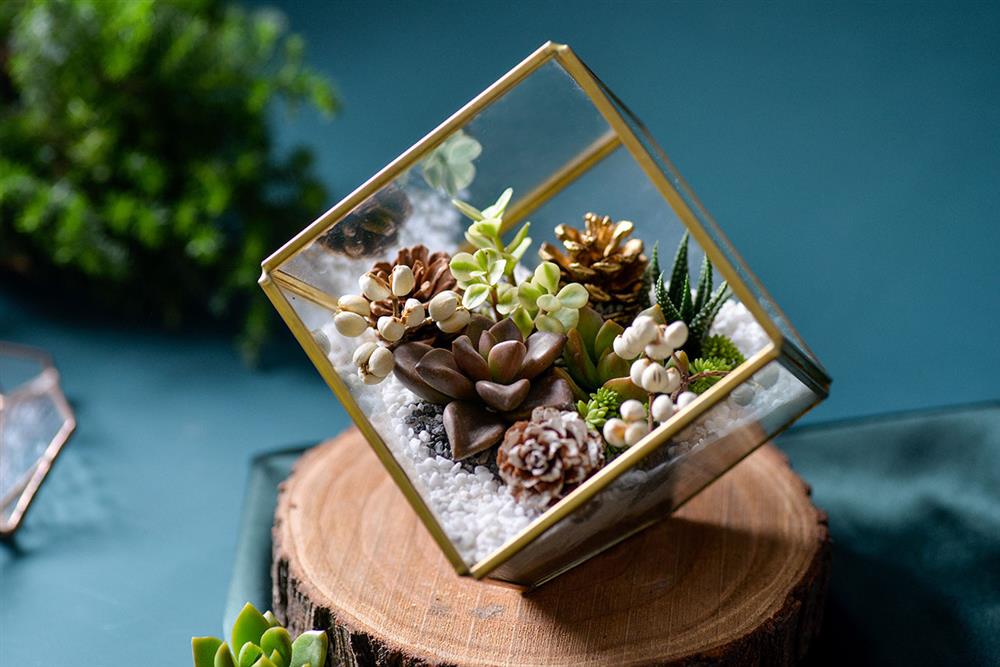 13.聖誕節的植栽課-多肉珠寶盒