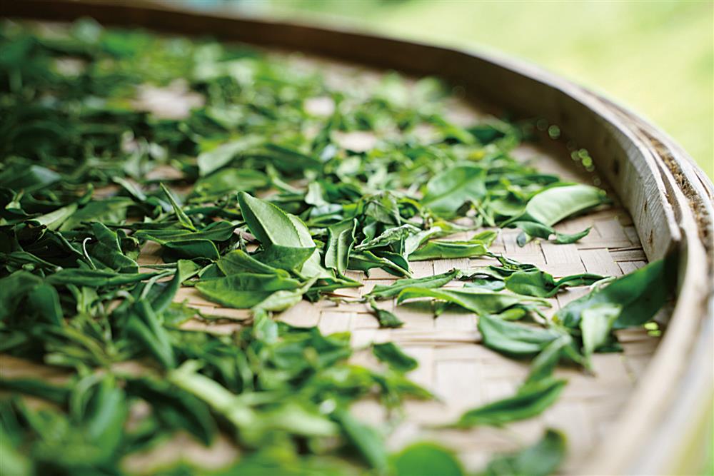   大稻埕COFE主理人顧瑋的習茶之道！用咖啡的思維去學茶也無妨_03