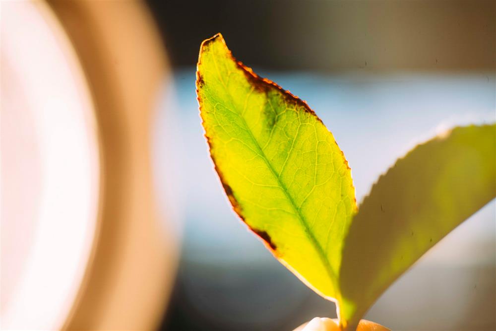 「10小時16分」靜置引香第四道工序－茶葉經日光萎凋步驟，褪去光澤呈現絲絨感後，移往室內靜置，適時輔以輕柔力道翻攪3-5次，直至外觀呈現「綠葉鑲紅邊」狀態，由師傅聞香判