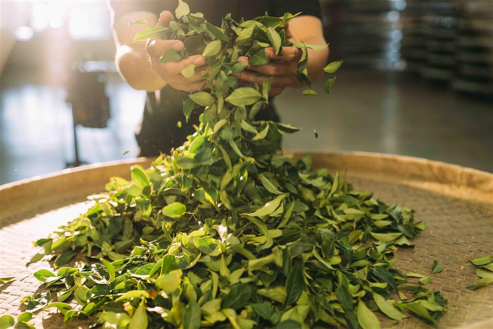 「10小時16分」靜置引香第三道工序－室內靜置同時適時輔以輕柔力道翻攪3-5次