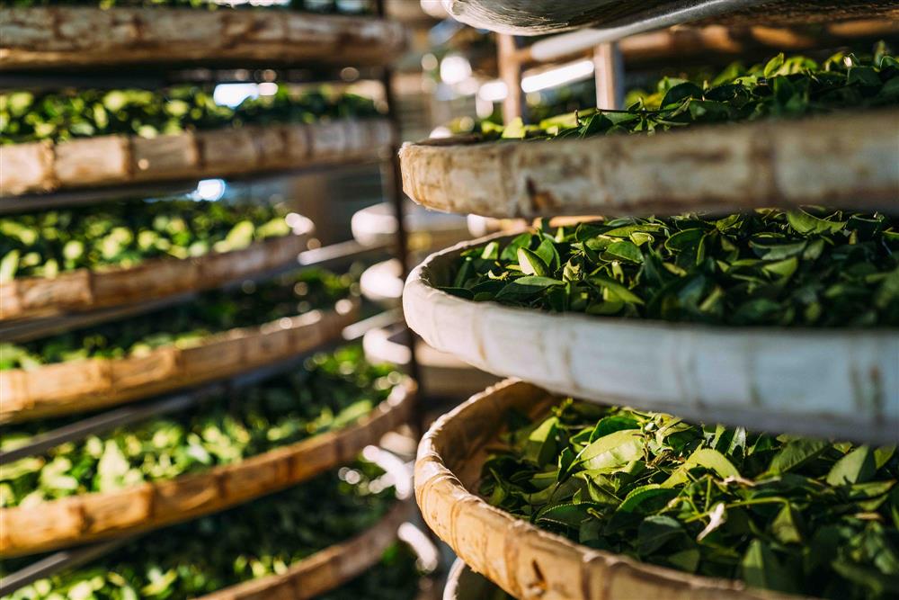 「10小時16分」靜置引香－第二道工序-室內靜置