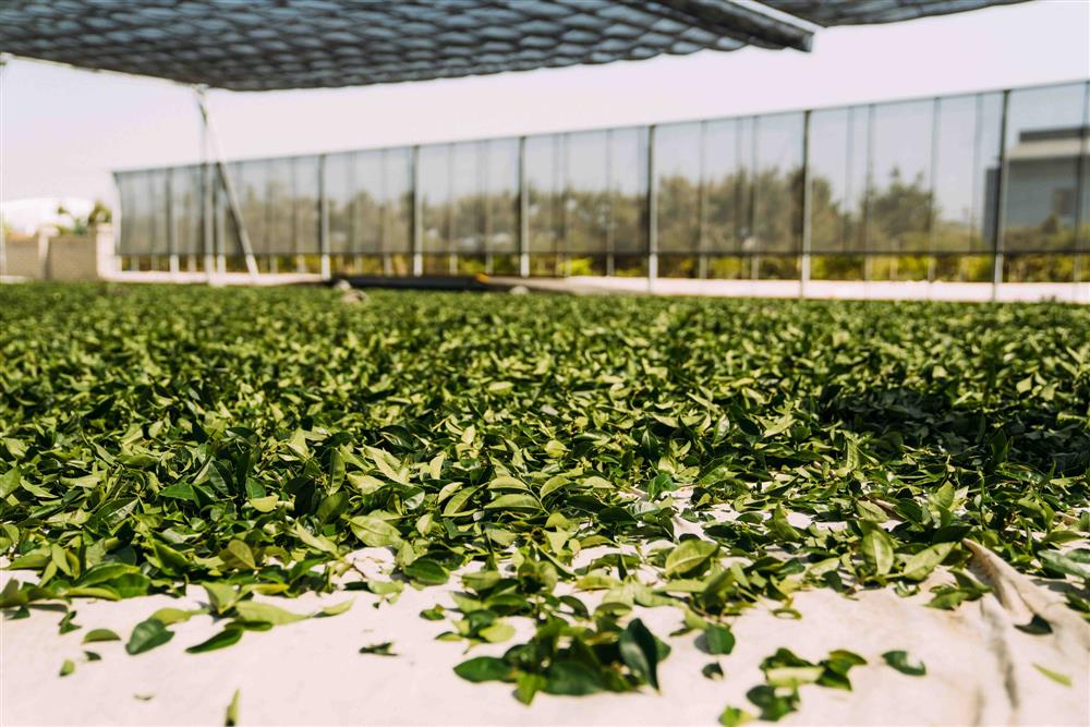 「10小時16分」靜置引香第一道工序－茶葉採收後首先進入日光萎凋