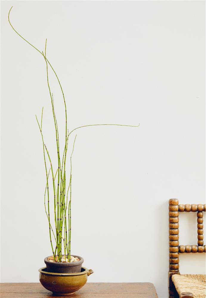 安代.哈維 P75_圖片來源:《KINFOLK 綠藝》三采文化 © Renée Kemps 安代.哈維 P75_圖片來源:《KINFOLK 綠藝》三采文化 © Renée Kemps