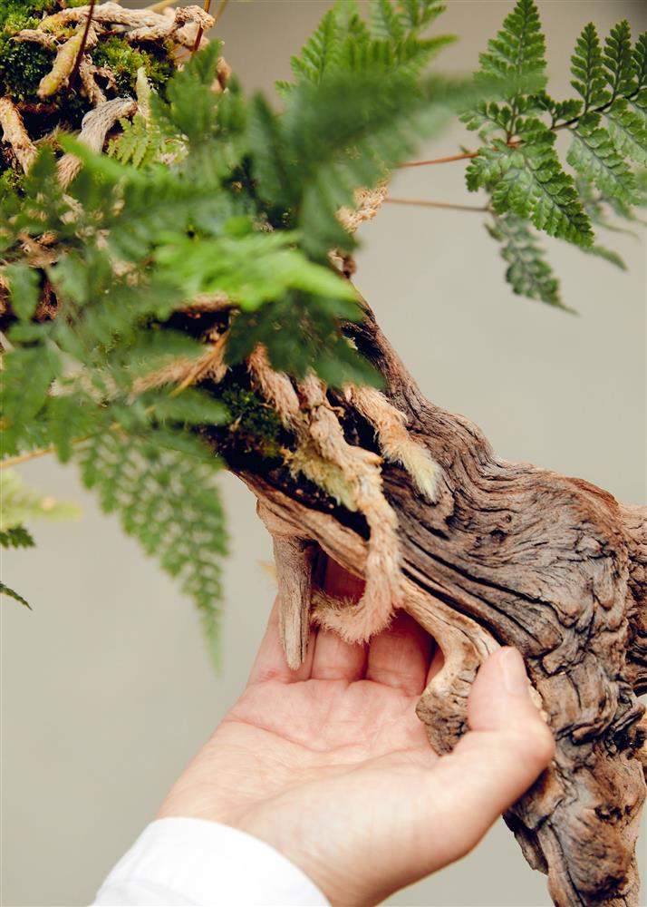 安代.哈維 P72_圖片來源:《KINFOLK 綠藝》三采文化 © Renée Kemps 安代.哈維 P72_圖片來源:《KINFOLK 綠藝》三采文化 © Renée Kemps